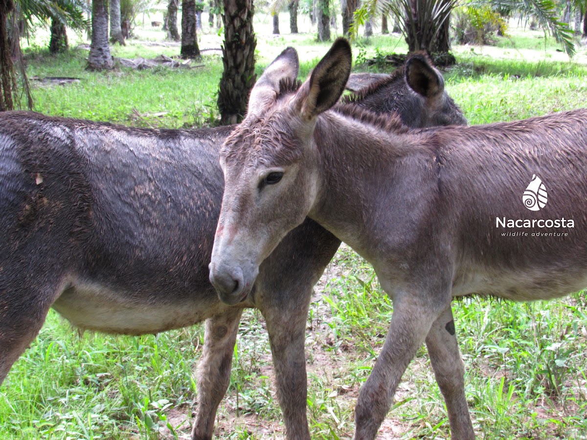 Nacarcosta Wildlife Adventure - photo 7