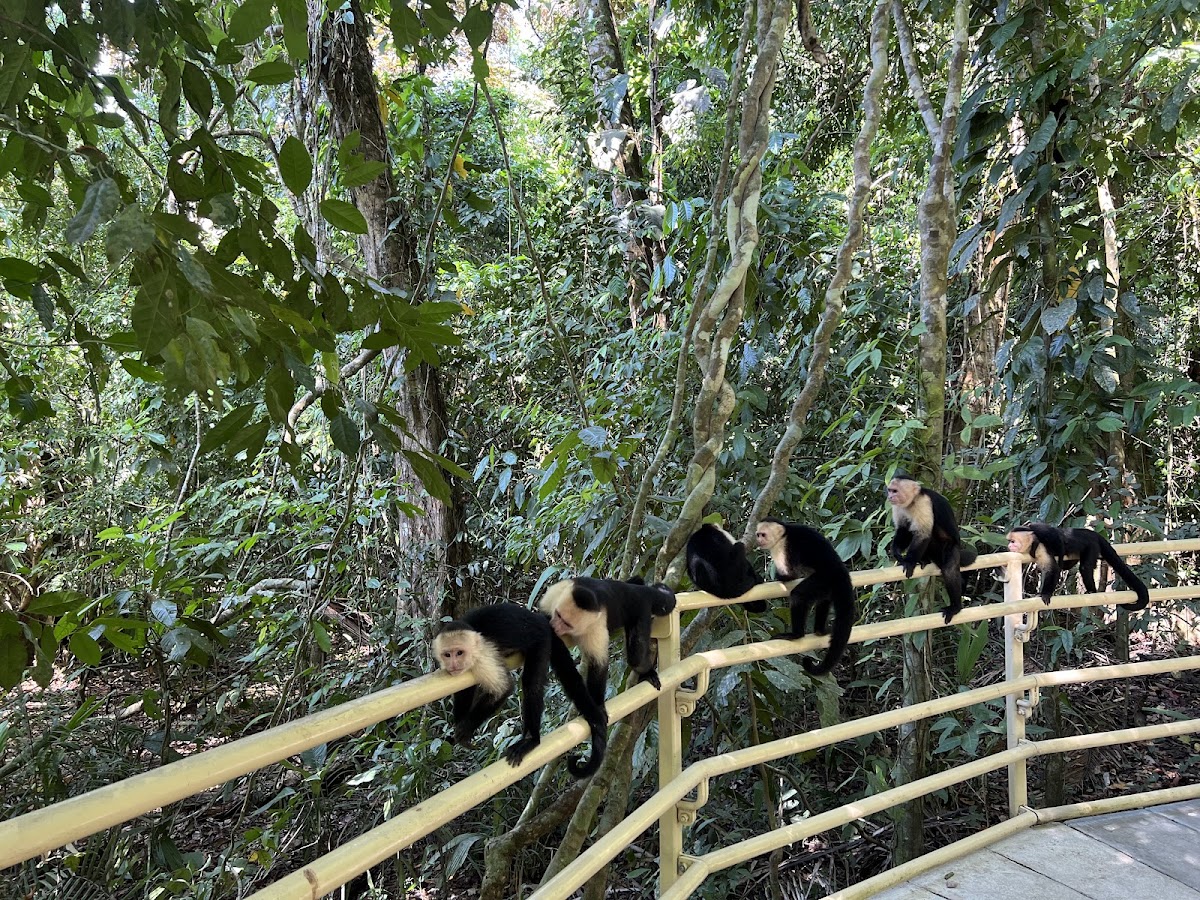 Manuel Antonio National Park - photo 5