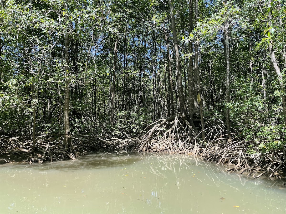 Mangrove Boat Tour - photo 2