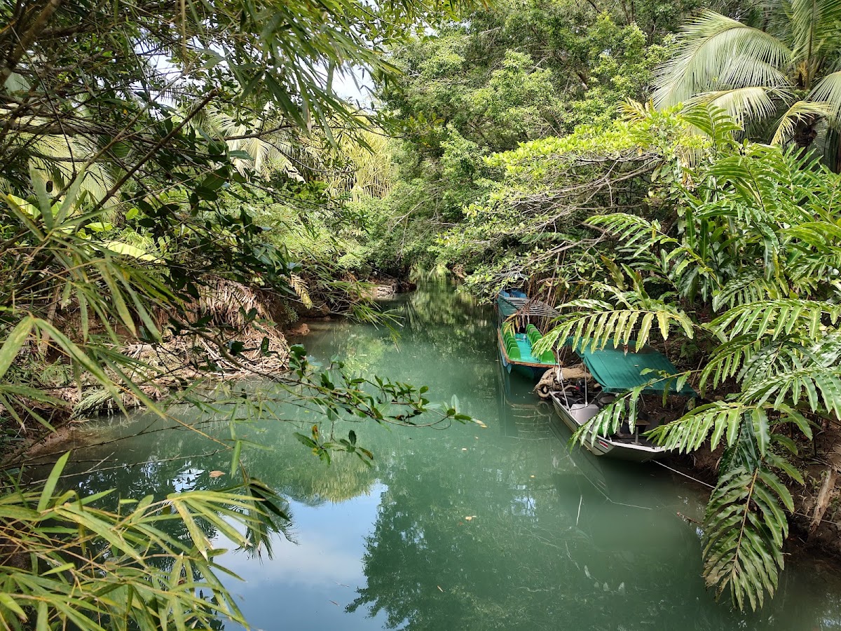 Mangrove Boat Tour - photo 4
