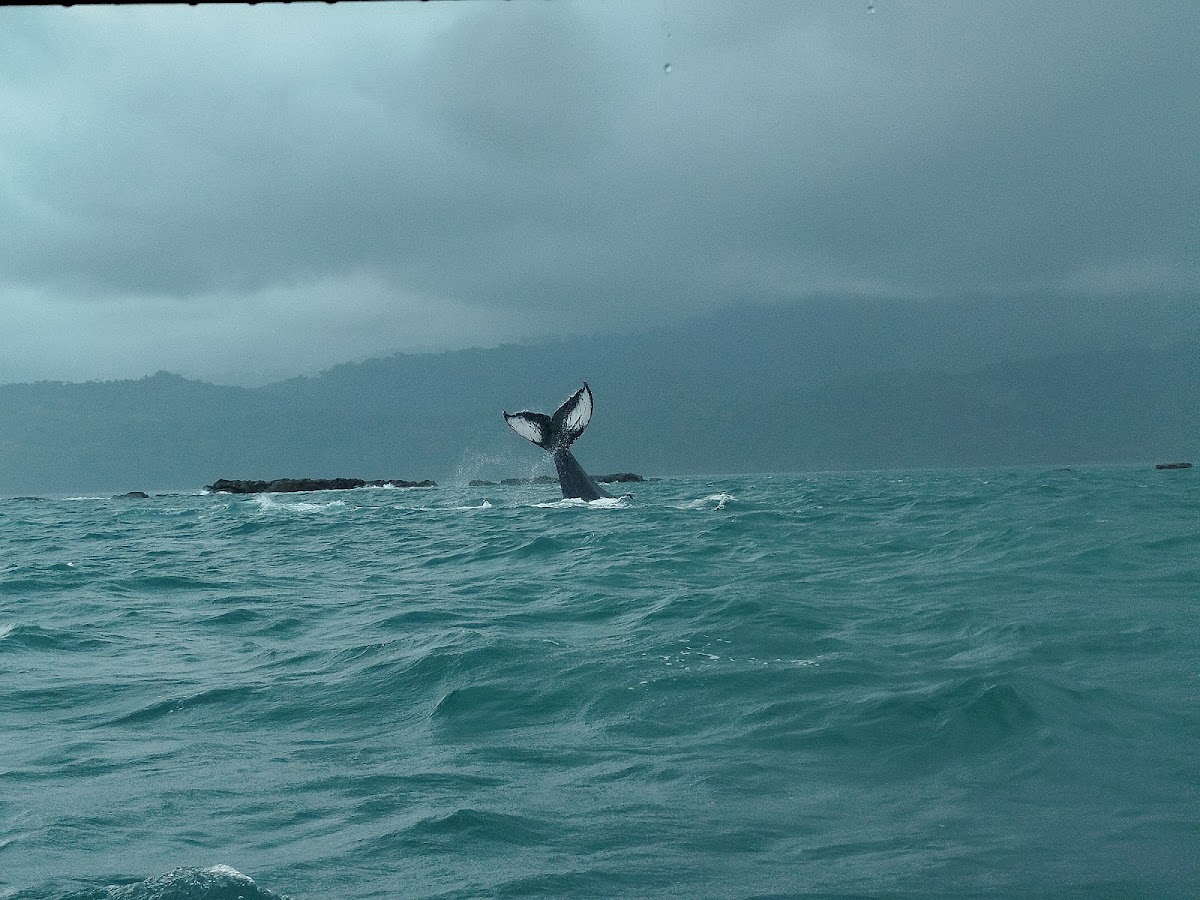 Bahía Ballena Kayaks &tours - photo 4