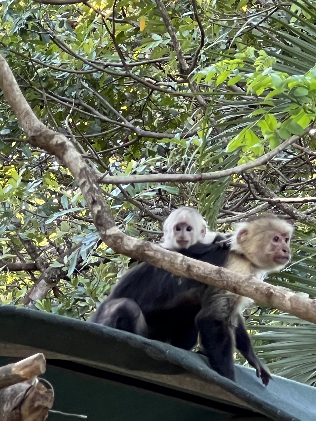 The Monkey Farm - photo 2