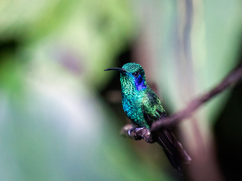 Horizontes Nature Tours Costa Rica - featured photo