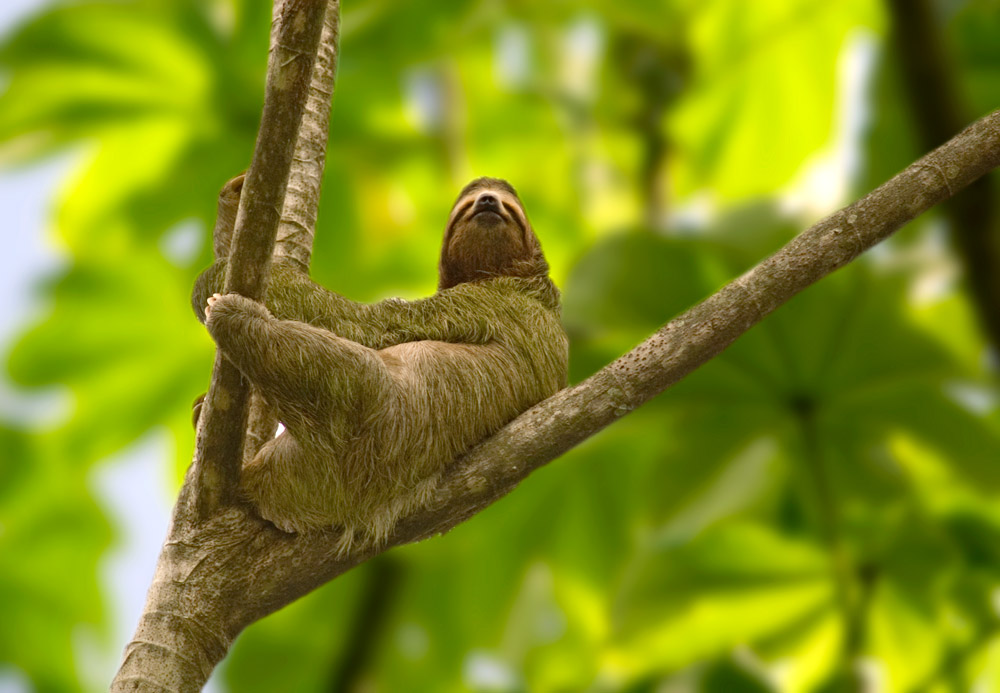 Horizontes Nature Tours Costa Rica - photo 3