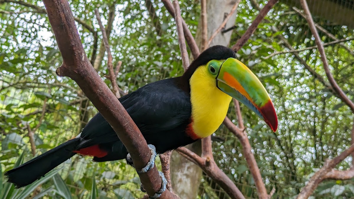 Expediciones Tropicales - photo 5