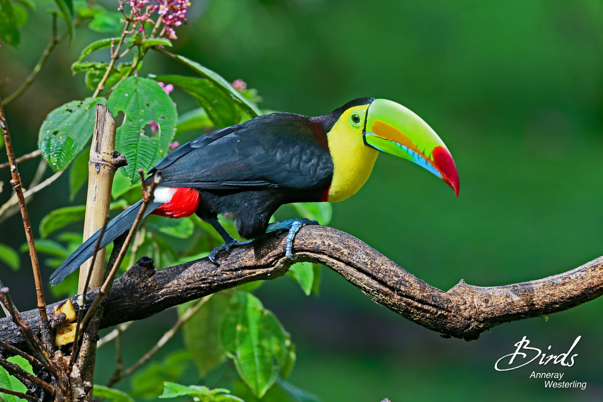 Dave & Dave's Costa Rica Nature Park - photo 2