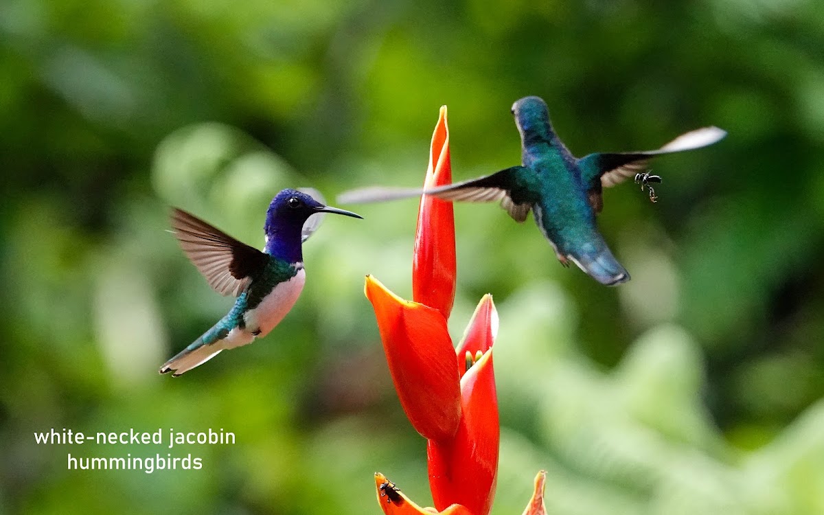 Dave & Dave's Costa Rica Nature Park - photo 3