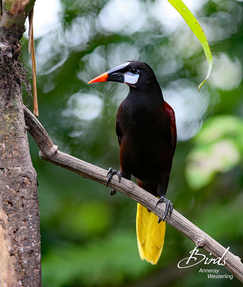 Dave & Dave's Costa Rica Nature Park - photo 5