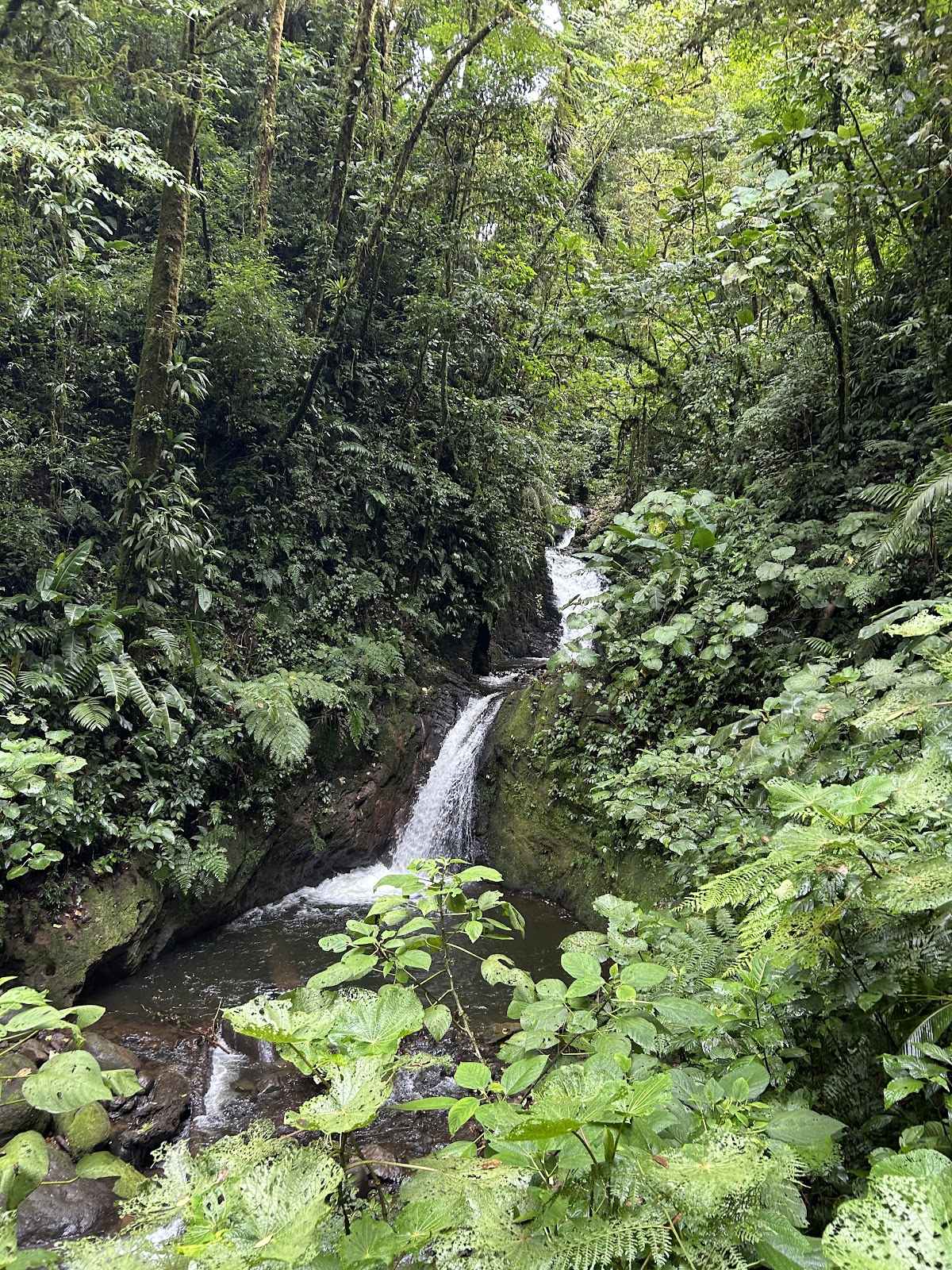 Monteverde Experts - photo 2