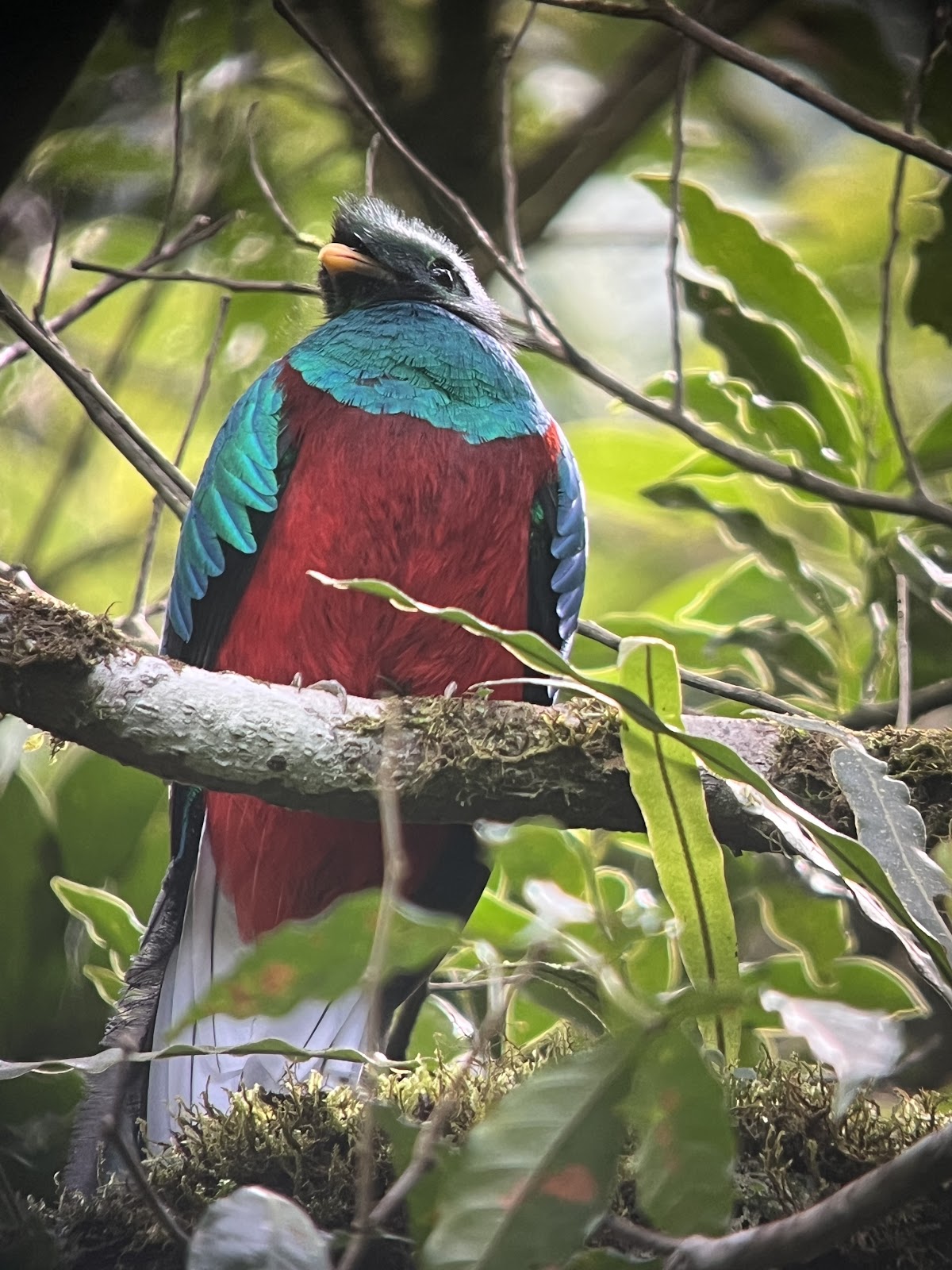 Monteverde Experts - photo 4