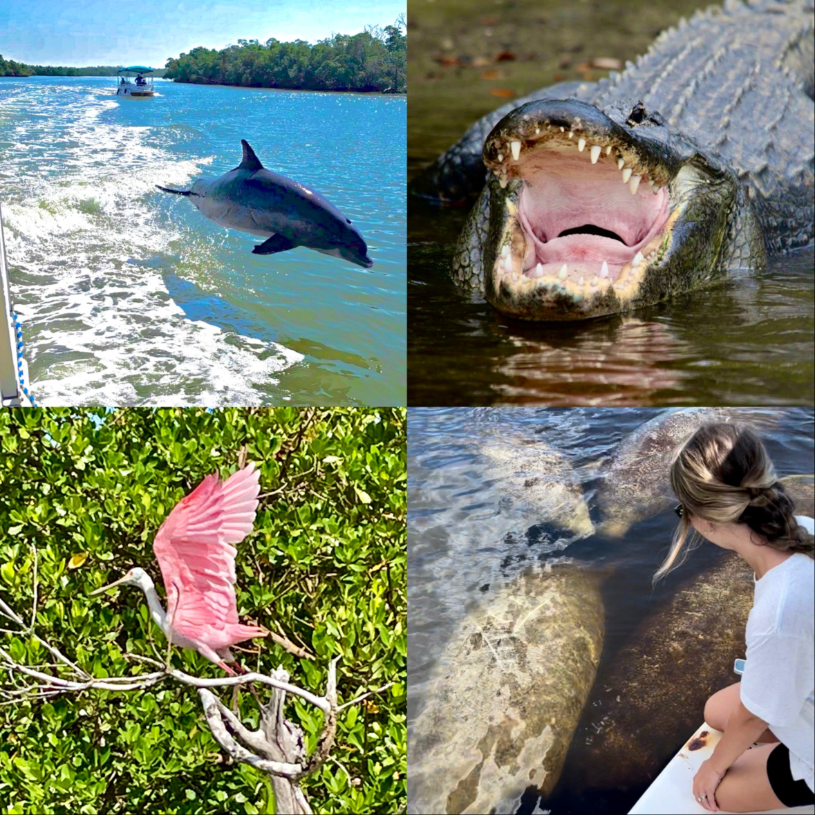 Manatee Sightsee & Wildlife Adventures - featured photo