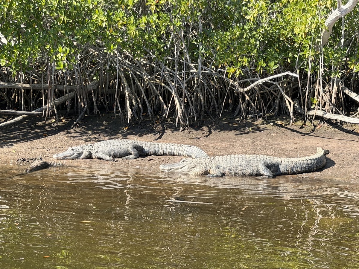 Manatee Sightsee & Wildlife Adventures - photo 2