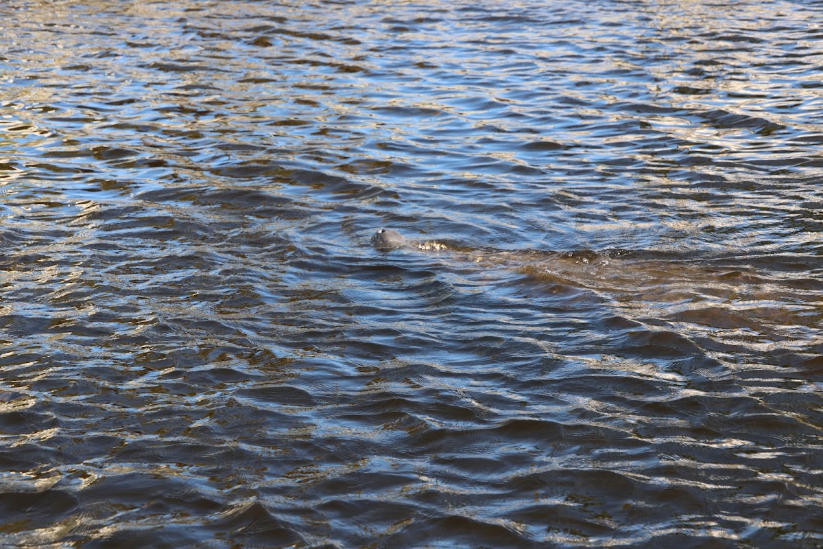 Manatee Sightsee & Wildlife Adventures - photo 3