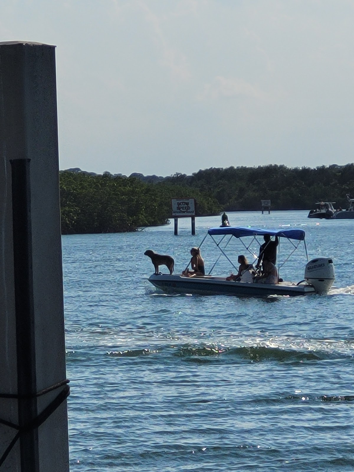The Manatee - Scenic Boat Tours & Dolphin Cruise - photo 4