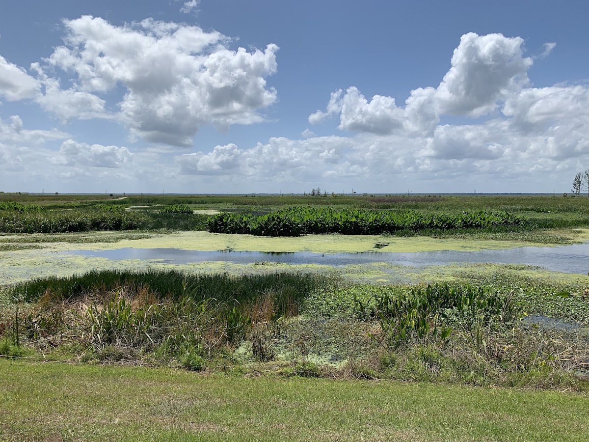 Sweetwater Wetlands Park - featured photo