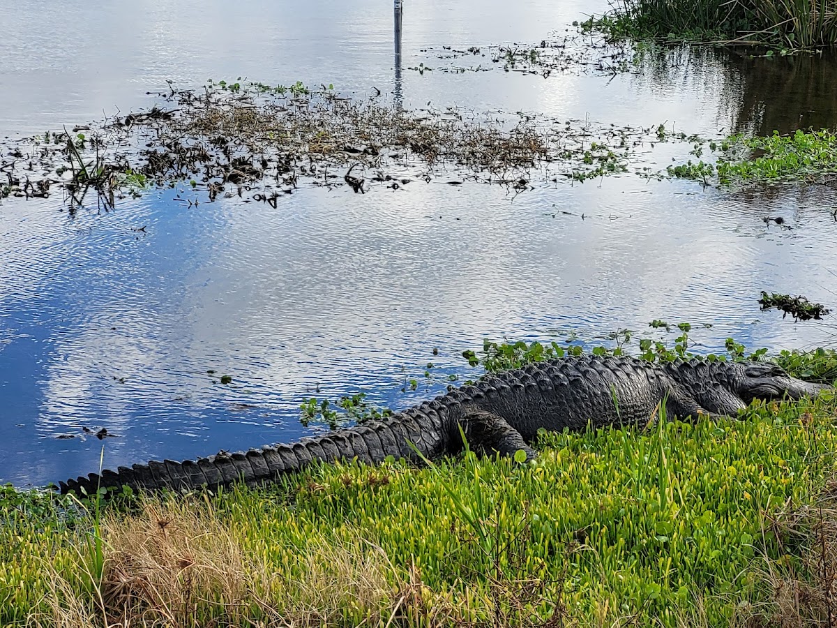Sweetwater Wetlands Park - photo 2