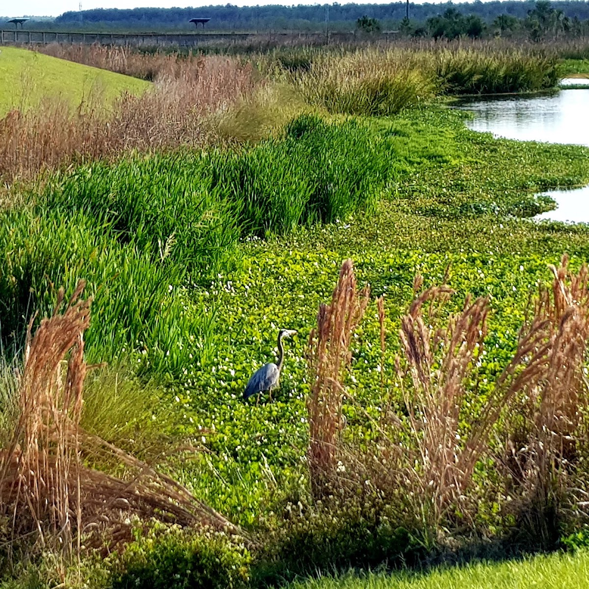 Sweetwater Wetlands Park - photo 4