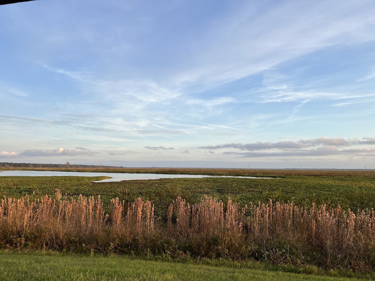 Sweetwater Wetlands Park - photo 5